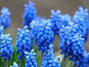 muscari-114581_640