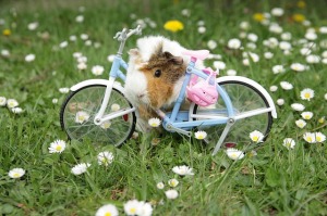 guinea-pig-470697_640