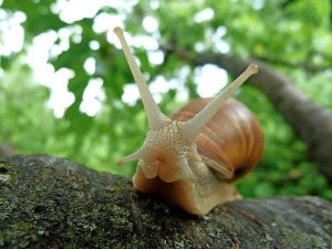 snails-382992_640